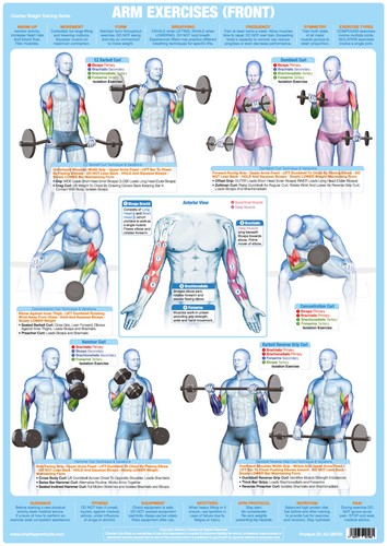 Biceps arm muscles - muscles, |