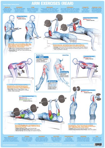 Triceps arm muscles - triceps,